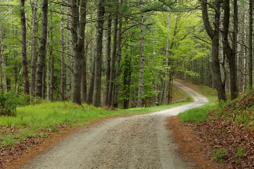 photo of winding dirt road in a forest with tall green trees.